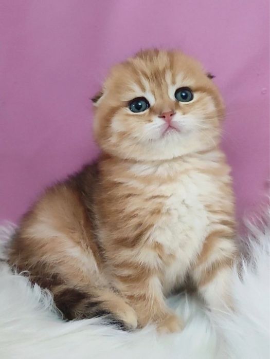 Shotland mushugi sotiladi (ScottishFold/Straight)