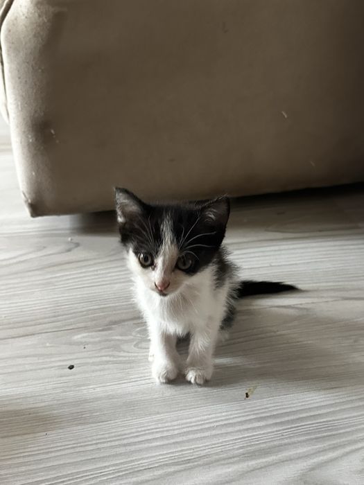 Отдам котят срочно 1.5 месяца