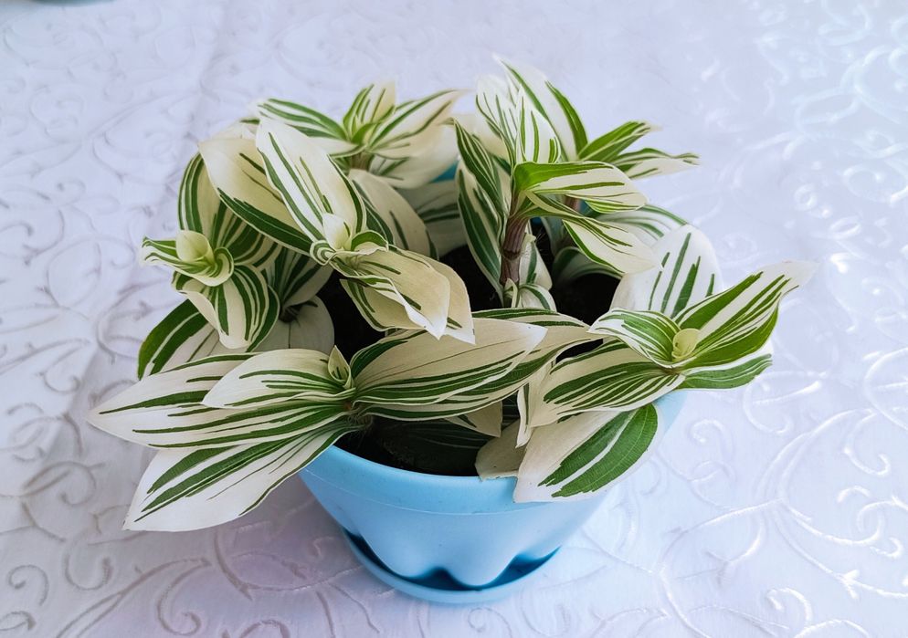 Традесканция Альбовитата