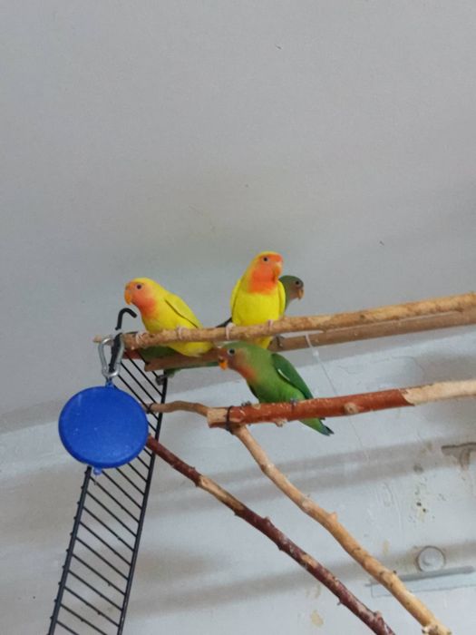 Неразлучники малыши  2 месяца