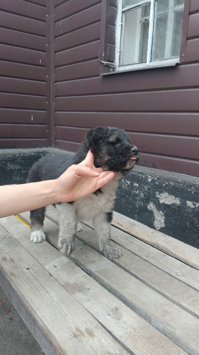 Продам щенков Алабая