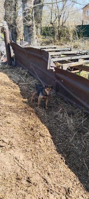 Продам Ягтериера