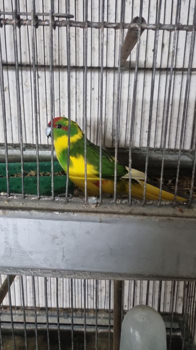 De vanzarei peruși,ninfe,agapornisi,