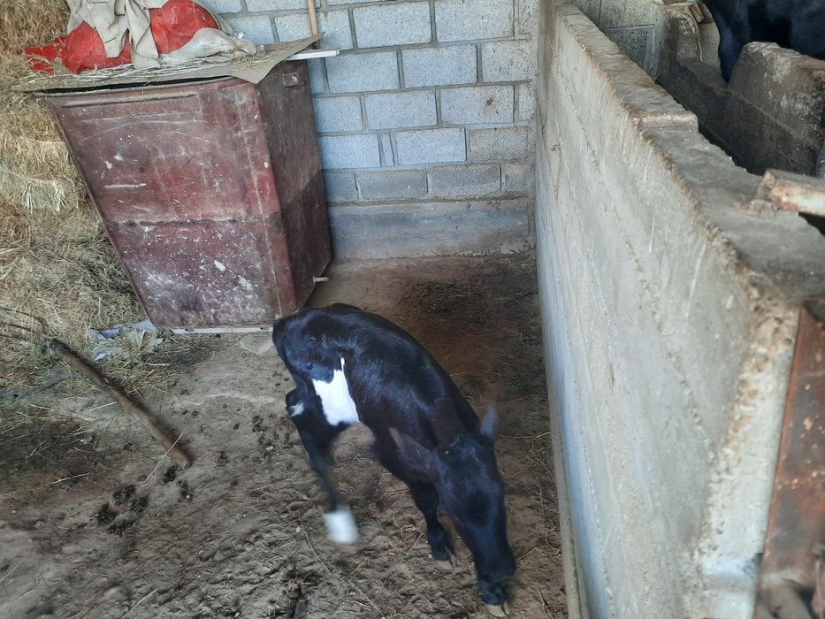 Бузаулы сиыр сатылады