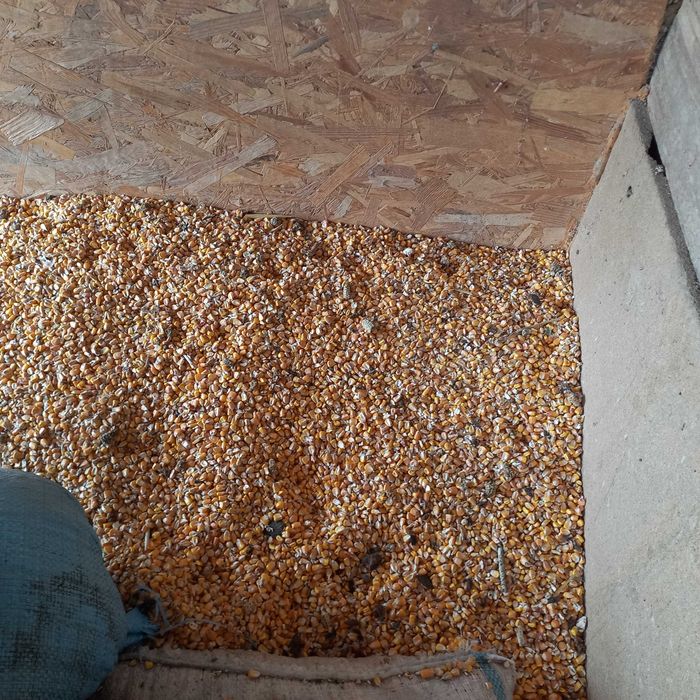 Porumb de vânzare în Oinacu, jud. Giurgiu