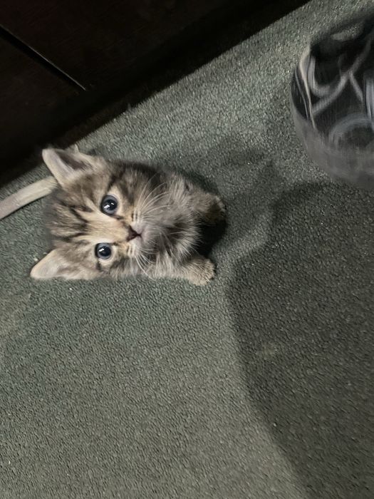 Отдоем котят в добрые руки