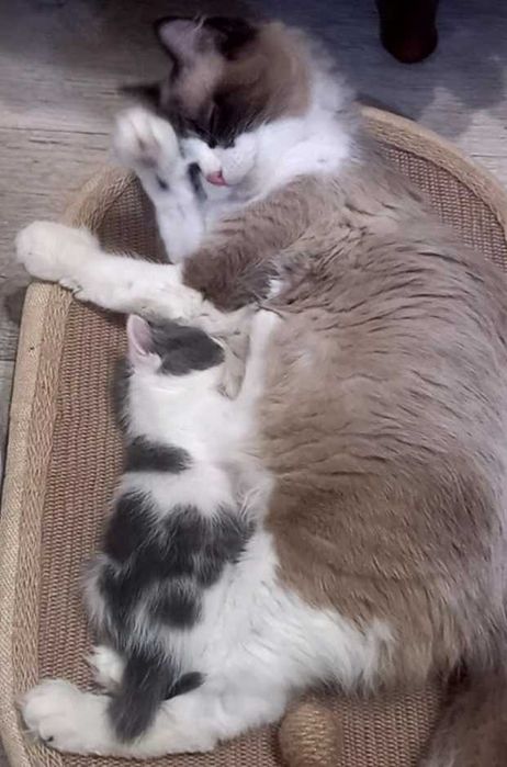 Котята в надёжные руки.