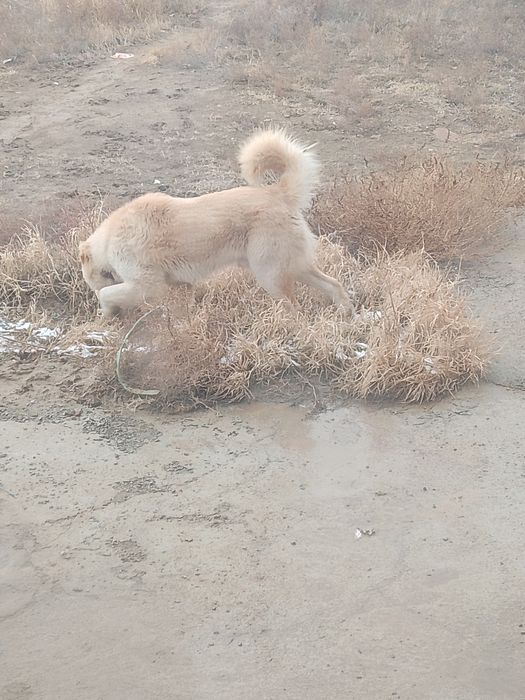 Тобет ит сатылады