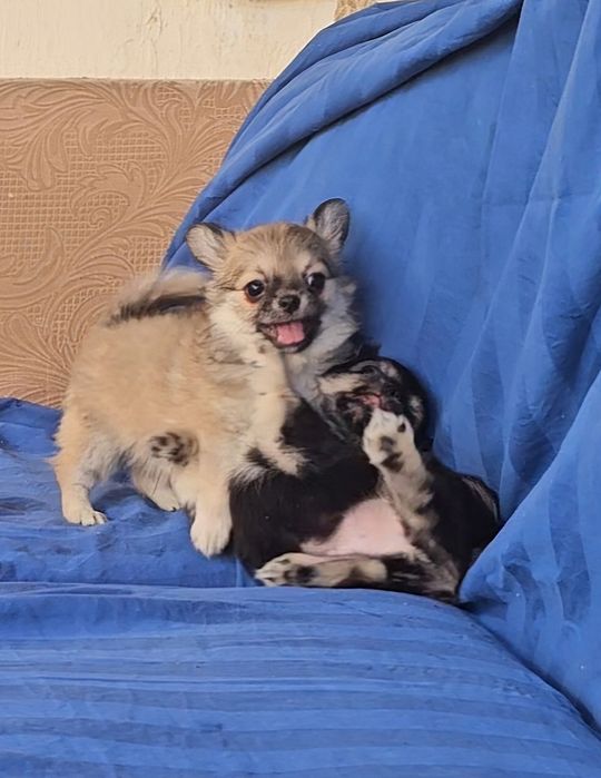 Мальчик чихуахуа