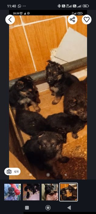 Немецкая овчарка