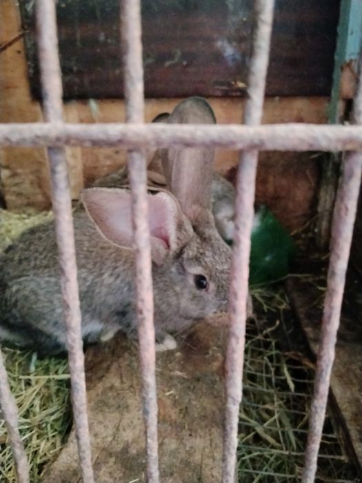 Quyon bolalari bn sotiladi zotli paroda 5 ta bolasi bn