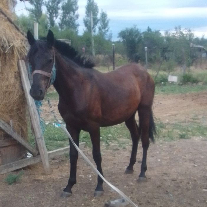 De vânzare mânză friz sau schimb pe vaca
