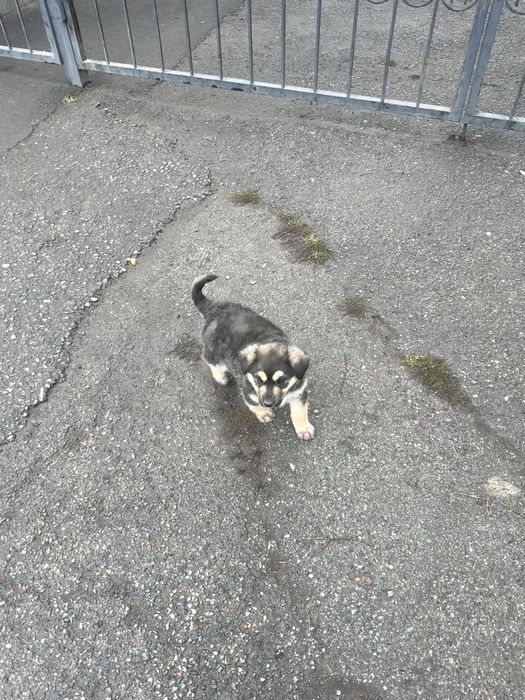 Ищем добрые руки