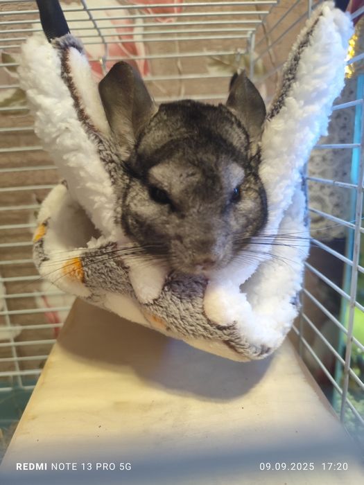 Шиншилла мальчик