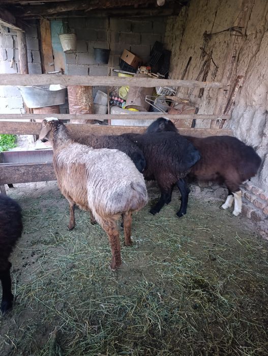 Бугоз Куйлар сотилади тухлилар