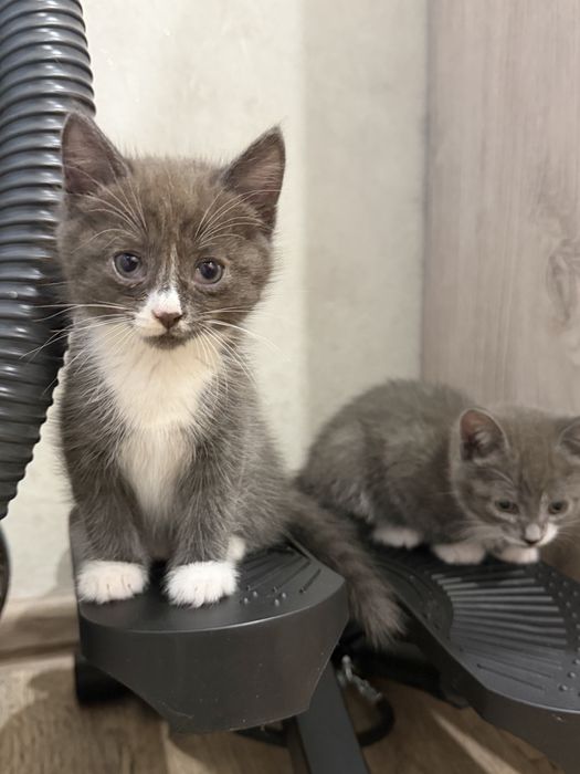 Отдам котят. Возраст 2 месяца
