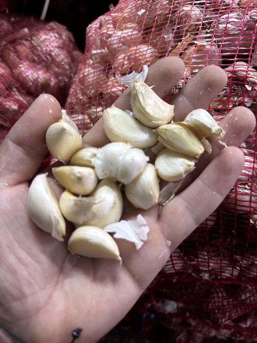 Usturoi pentru plantat