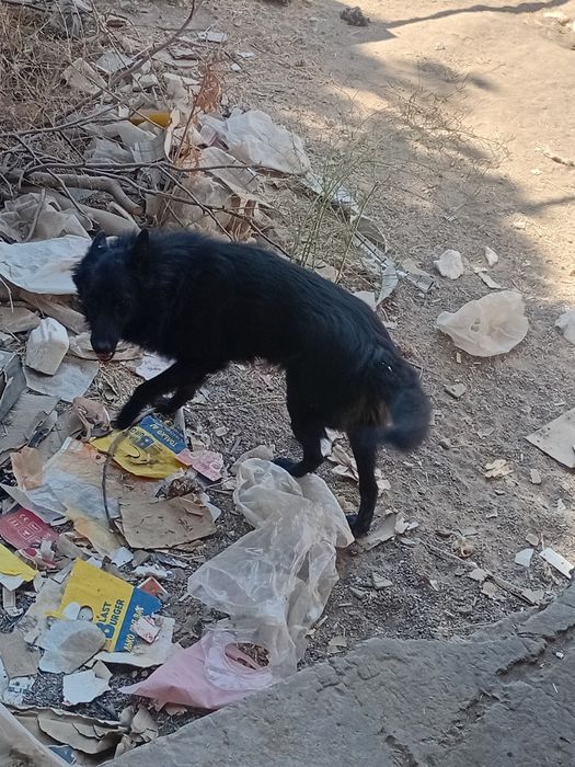 Афчарка российская с двое продаю чёрный жёлтый