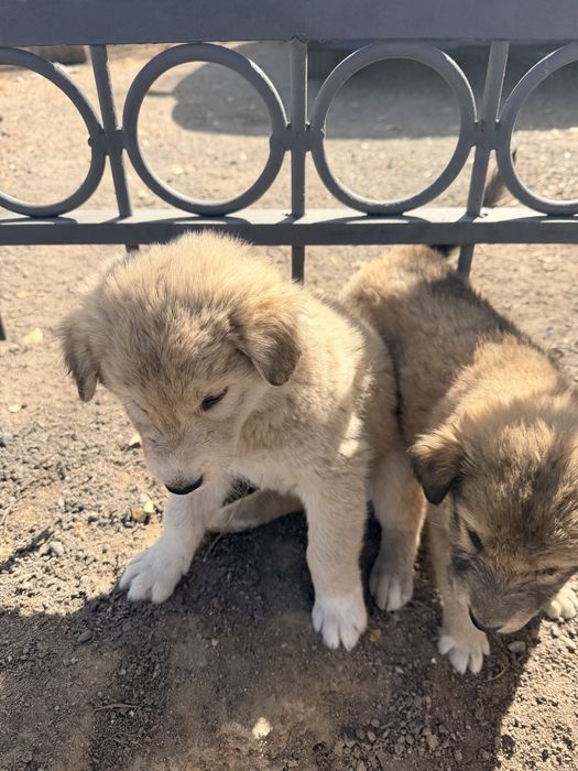 Щенки в добрые руки