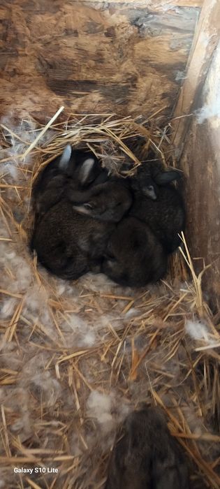 Срочна продам кролчят ,есть большие самки