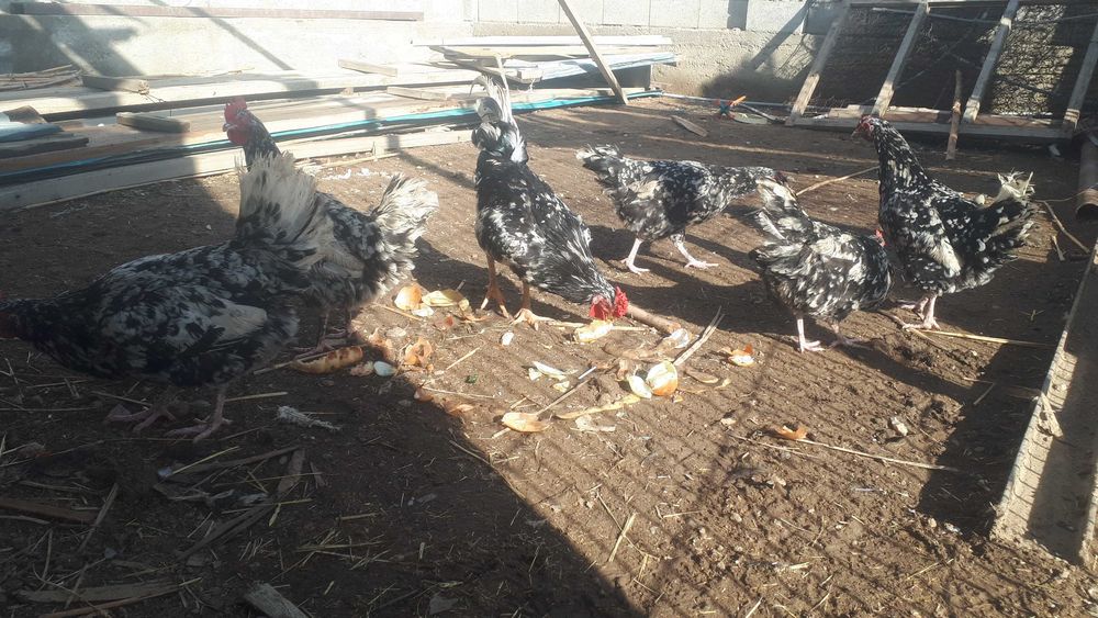 Астролорп темно-пестрый (долматинец) семейка