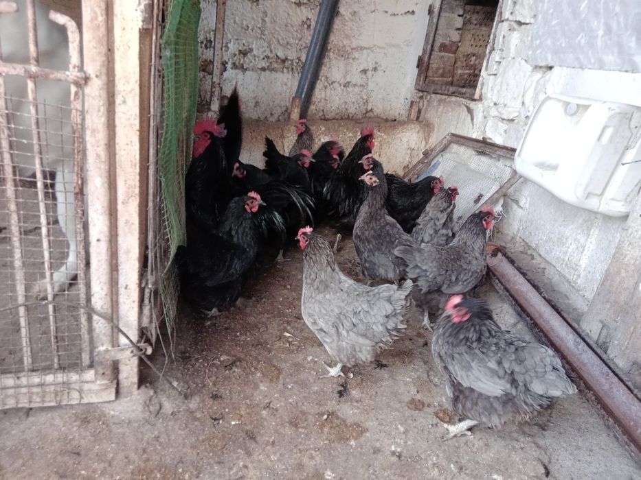 Австролорп Черен, син кокошки 8месеца