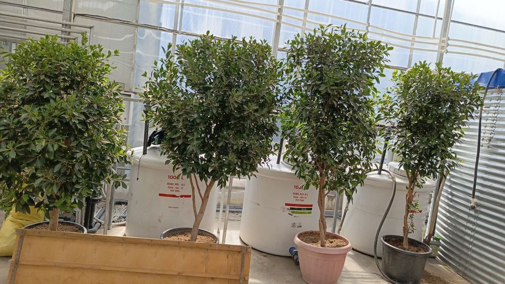 Офисные растения