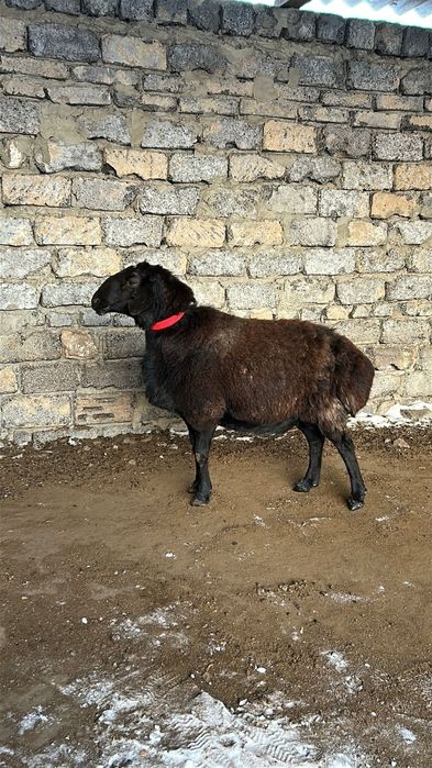 Кошкар  гесарский