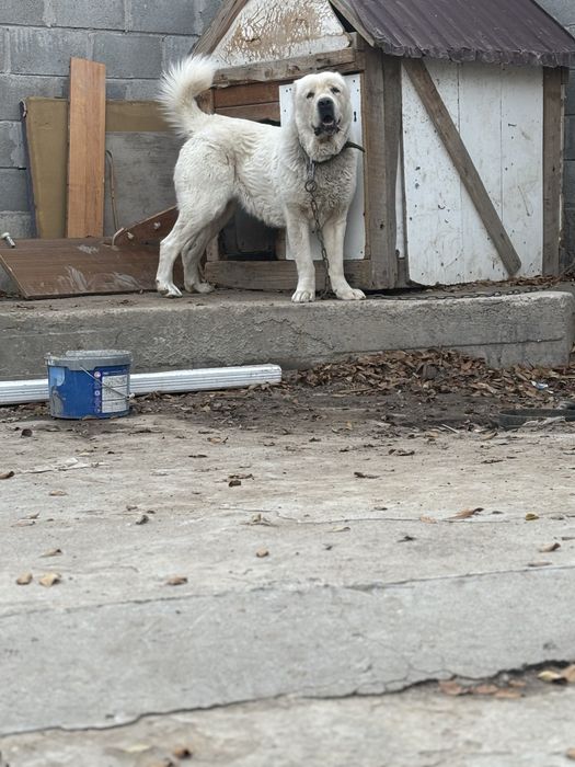 Продам сука течка идет срочно