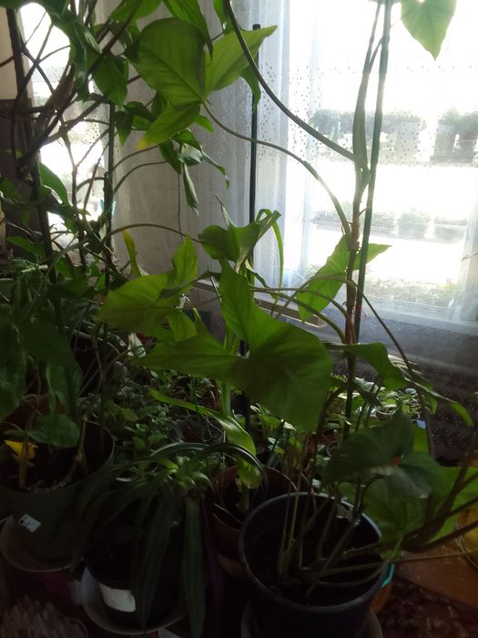 Продам комнатные цветы