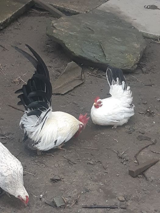 Pereche găini Chabo Siro