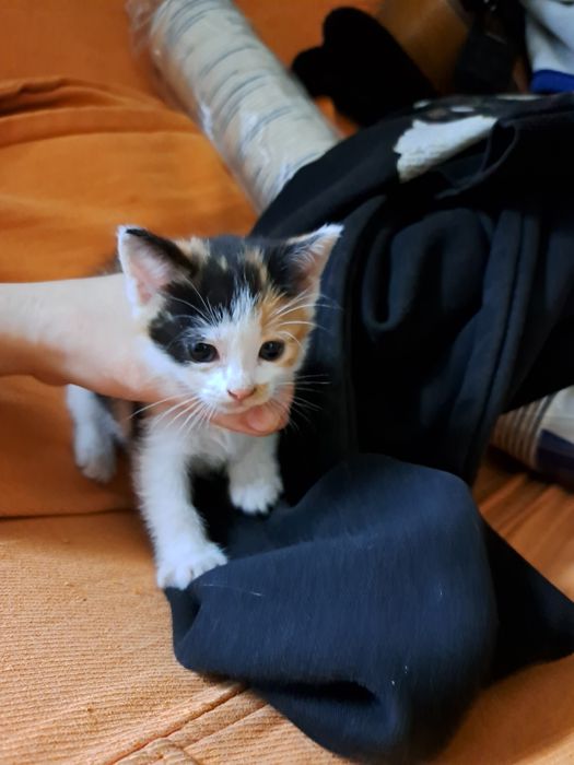 Срочно отдам котят!!! 2 мальчика 2 девочки