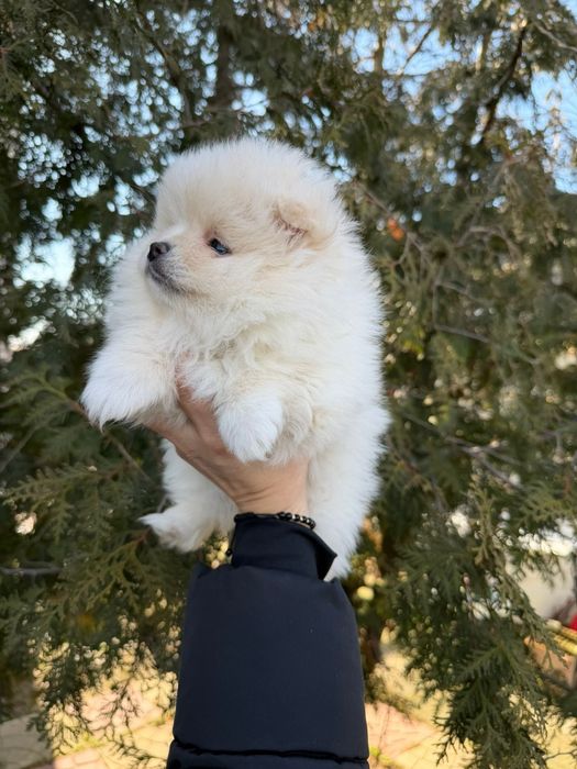 Pomeranian fetita