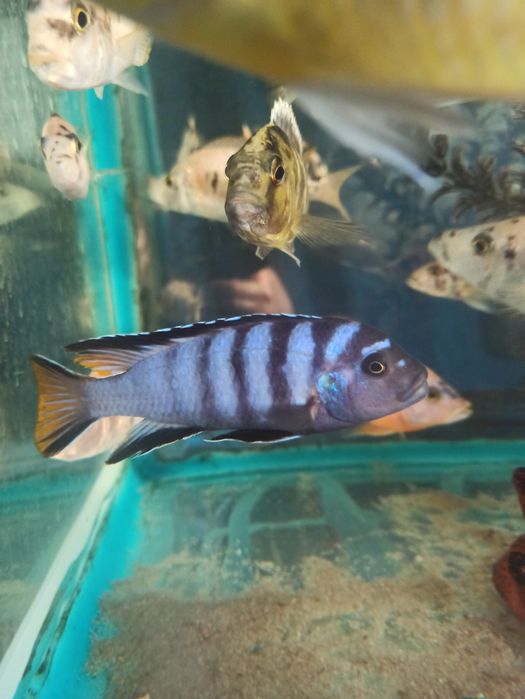 Чистка аквариума в Алматы