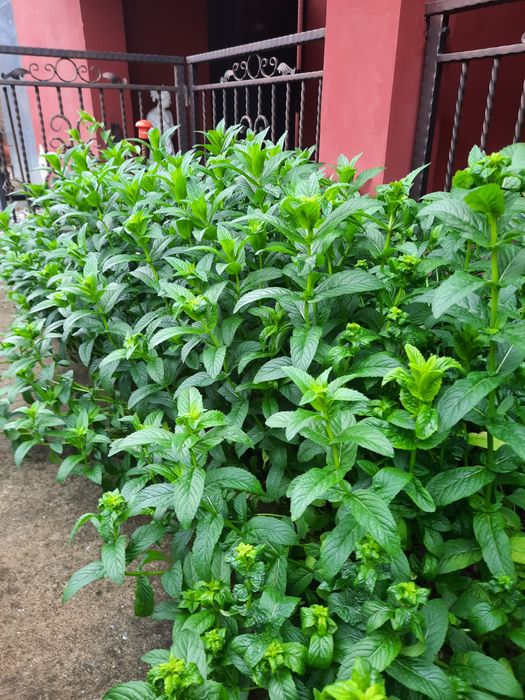 Vind menta .. frumoasa