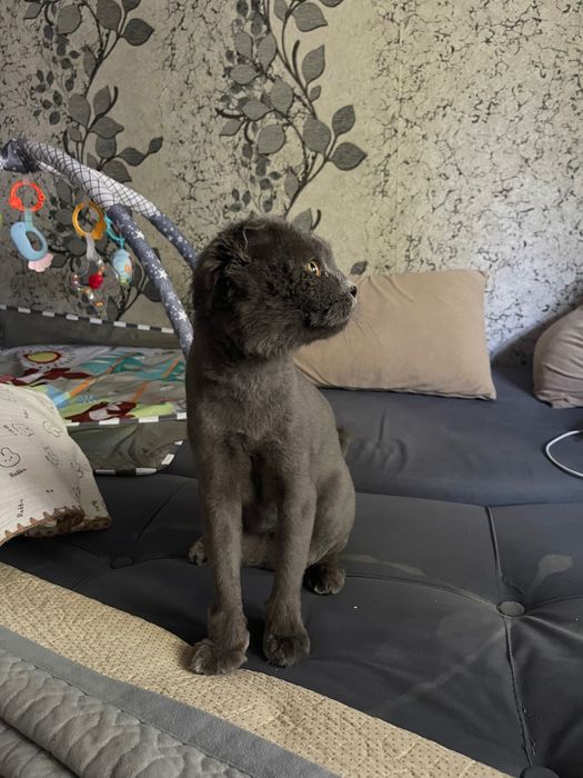 Отдам кота вислоухого