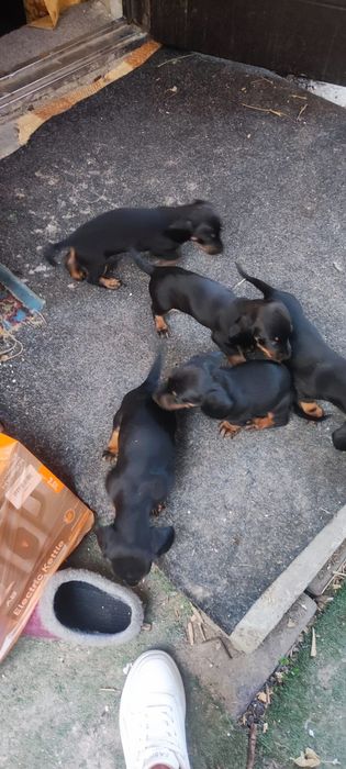 Щенки таксы 3 мальчика 1 девочка