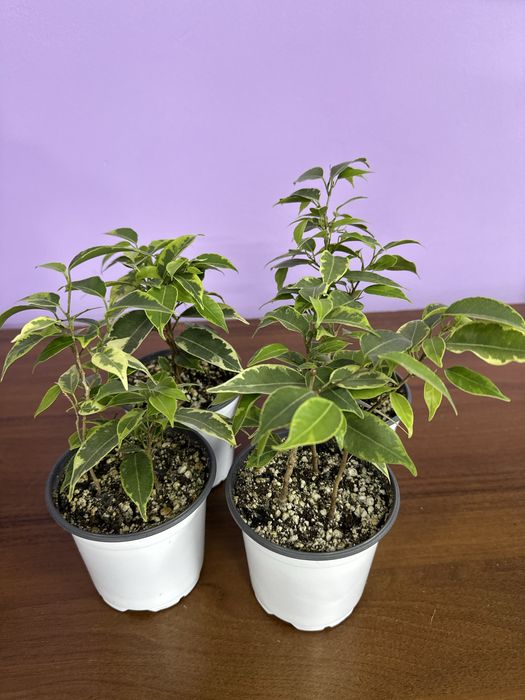 Фикусы , ухоженные адоптирлванные