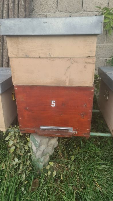 lazi albine 12 rame si 10