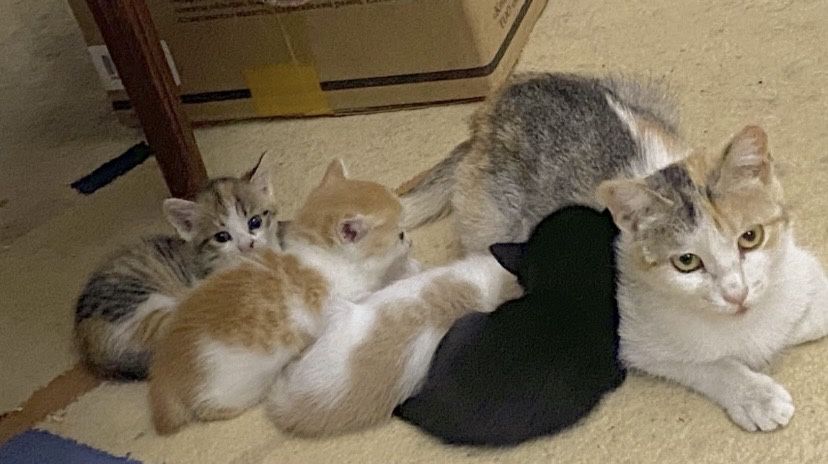 Отдам котят в доброе руки.