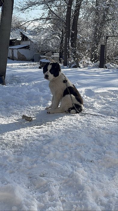 Супер тяж Алабай