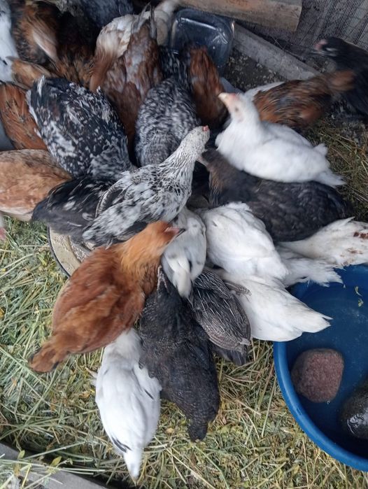 Продаю домашние цыплята