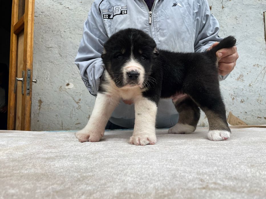 Шенок Алабая ( супер гигант ) чистокровный