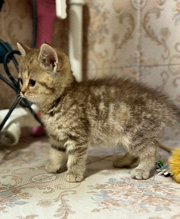 Шодландский Скоттиш Страйт сотилади