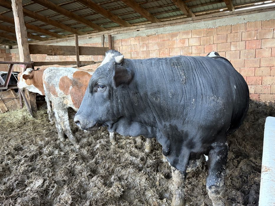 Vind vitei intre 200-300kg