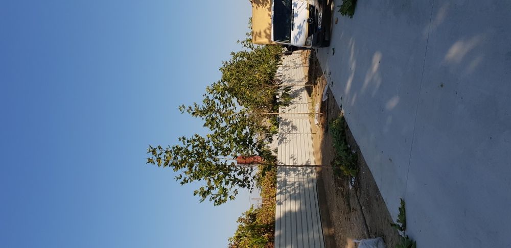 Vindem copaci foiosi platan de mai multe dimensiuni