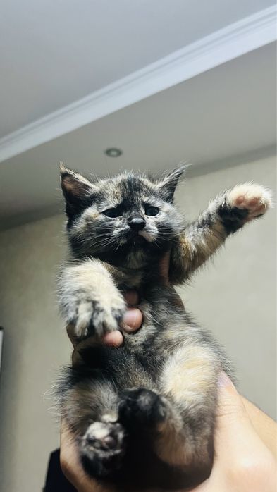Продаем котят не дорого