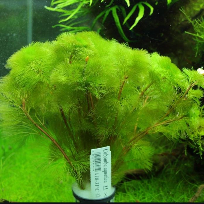 Растения для акварюма