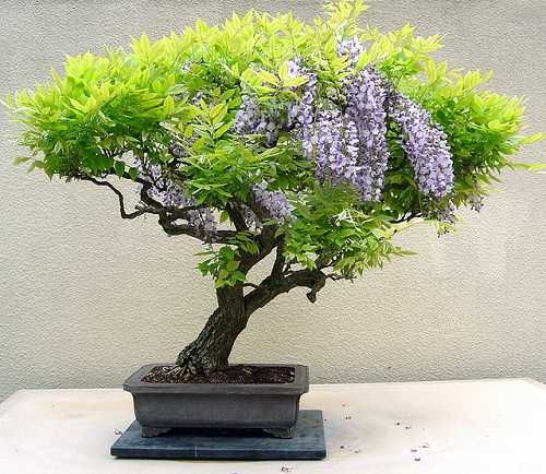 Саженцы глицинии для создания Бонсай