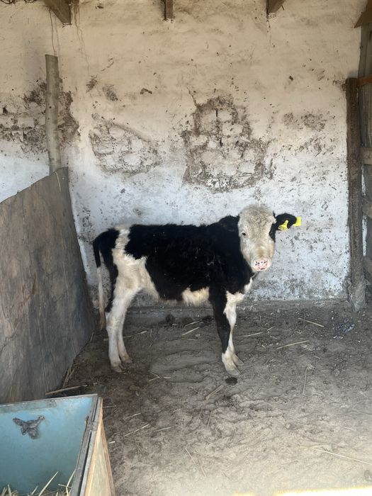 Баспақ екеуі бірге сатылады.